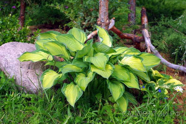 Хоста "Колор Глори" (Hosta "Color Glory") 